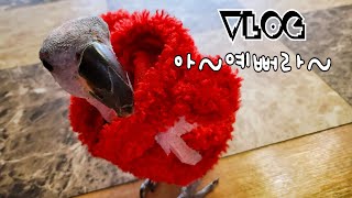 고까옷 입으니까 정말 예쁘다![관심대상루비] African gray parrot