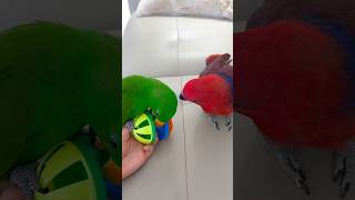 뚜비와 놀고 싶었던 차차 | 같이 놀자..!      #뉴기니아#앵무새#뉴기니아앵무새 #eclectus #parrot #eclectusparrot #birds #shorts