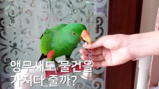 앵무새도 강아지처럼 물건을 가져다줄까?