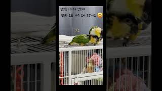 카이큐 / 이끼 친구 산소 / 행복한 이끼