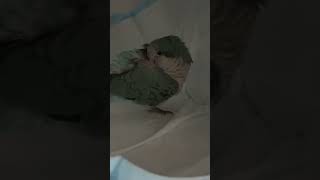 자는 앵무새 깨우기(wake a sleeping par…