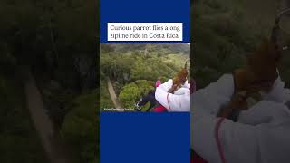 Parrot's Epic Flyby Gives Ziplining Tourists a Fright