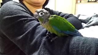 그린칙 코뉴어 두리의 날개짓