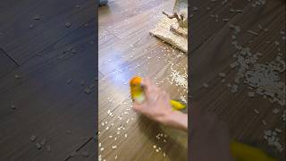 앵무새로 청소하기 노란머리 카이큐 솔라