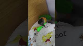 [상만쓰] 장난감 와랄라ㄹ라 카메라 와랄랄랄ㄴ라