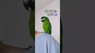 멍멍~ 동물농장 노래 따라부르는 개새 한스마카우