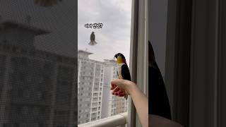 야생새 친구와 첫 인사‍⬛ #shorts #parrot…