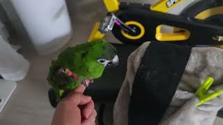 #앵무새 #한스마카우 #지루비 #13세 