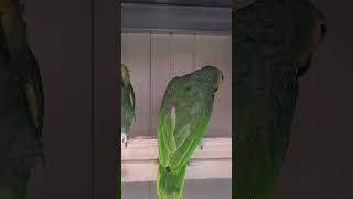 아마존 앵무 소통은 서로 발로 하는듯ㅋㅋ