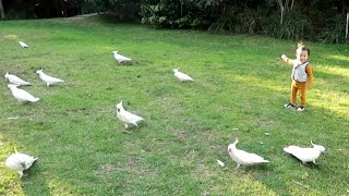 호주 코카투 앵무새 무리 신난 아이들