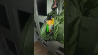 카이큐 앵무새 산책조끼