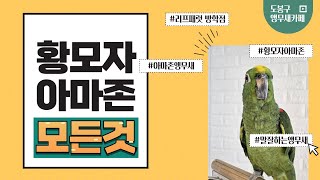  황모자 아마존 앵무새의 모든 것!  똑똑하고 매력적인 말하는 앵무새
