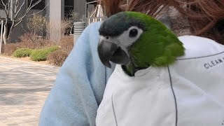 꽁패.앵무새.한스마카우.뽀미.한나.자해방지.2022.3.21