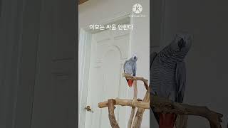 앵무새ㅡ순돌아 이모는 싸움 안한다