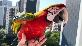 [루카의아침] 할리퀸마카우 루카 굿모닝 아침 산책 풍경…