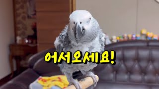 엄마아빠 대화에 꼭 껴서 떠드는 앵무새 #김루이