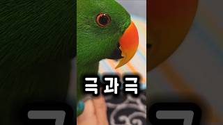 엄마가 뭘 먹는지에 따라 반응이 달라지는 앵무새 #앵무새 #반응