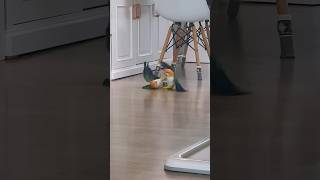 신 들린듯이 노는 카이큐 앵무새!