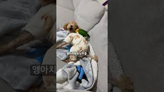 앵아치 카이큐  순둥한 푸들