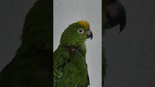 #아롱이닷 #안녕하세요 #말하는앵무새 #아마존앵무새 #사랑해