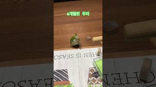 귀요미 #앵무새 #퀘이커 #parrot #아기 앵무새#…