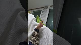 아마존앵무새 말하고 놀아주기