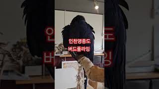 대형 앵무새히아신스!국내에선보기힘든 앵무새~^^억 다위…