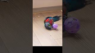 눕방달인 아기앵무새근황 #막둥이코니 #크림슨벨리드코뉴어…