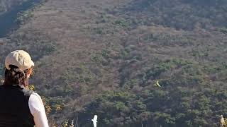 #아마존앵무새 이큐EQ와 이든의 산비행#BEING PLAYI NG PARROTS#양평에서