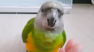 애기처럼 찡찡대도 귀여운 앵무새 #세네갈앵무