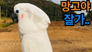 얼마전에 데려온 앵무새 풀어주다..