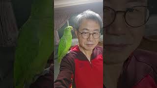 앵무새가 귀를빨아주네요!