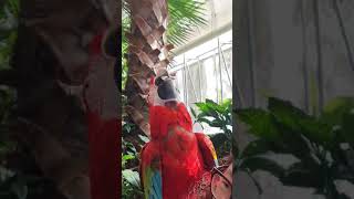 앵무새도 참을수없는 어마무시한 더위 #shorts