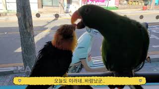 노랑머리카이큐 리코는 바람둥이??!