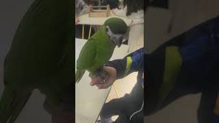 앵무새 한스마카우랑 놀기