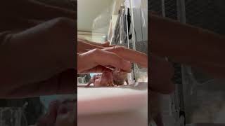 아가는 항상 조심스러워. #앵무새 #모란 #카이큐 #동…