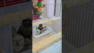 앵무새 여름나기, 목욕을 즐기는 코뉴어 #코뉴어키우기 #코뉴어 #conure #birds #앵무새목욕
