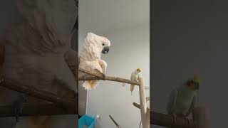 That’s a scary banana? #parrot…