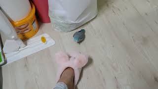 유리앵무 하니의 성질과 화!