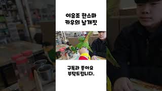 이유조 한스마카우의 날개짓