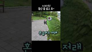 8살누나의 장난은 피곤해 #아랑이 #아마존앵무새 #pa…