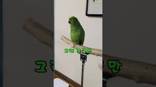 아리 근황입니다. #말하는 #parrot #아리 #아마존 #birds #동물 #앵무새 #반려동물