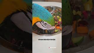 생식 편식하는 앵무새한테 뭐라고 했더니!? #앵무새