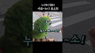 누나보소!! 하지말랬다!!가 앵무새 빡침 #어랑이 #앵…