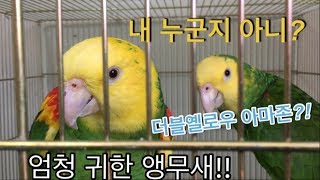 앵무새농장(D&amp;M parrots farm)_사이…