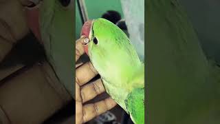 Tote Ko Kaatne Ka Karan...#sho…