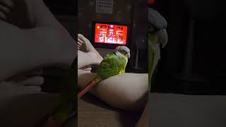 앵무새살구 꾸벅 꾸벅