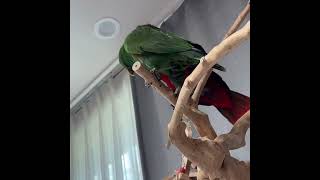 [지구젤리] 금강앵무가 싫은 지구 / 오빠 따라하는 젤리 / eclectus parrot hates macaw / #shorts