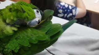 공서연(앵무새)한스마카우 뽐이. 아이귀여워.아이조아~~2020.12.22