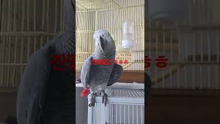#회색앵무주인놈감시중 #앵무새가더똑똑함 #말대꾸장인 #…